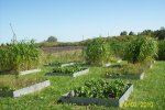 Microplots at the INIA research station in Las Brujas, Uruguay. In the center microplots with sweet peppers, the tall sudan grass which is used as green manure in the background and diverse spontanious vegetation in the microplots that are left for a fallow period.