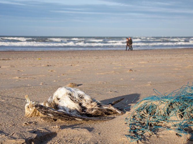 Een dode noordse stormvogel in een stormlijn op het Nederlandse strand.