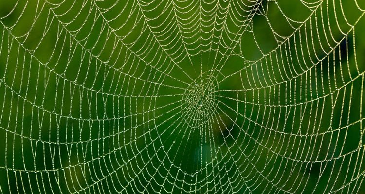Links Insectenweb