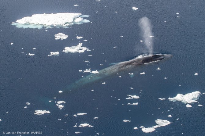 Aerial telephoto of Blue Whale surfacing between bits of sea ice in the marginal ice zone in January 2008; these animals are probably too large to move around in more dense sea ice