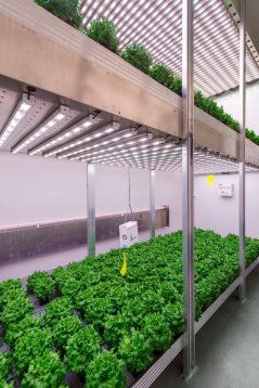 Vertical farming in high-tech greenhouses 