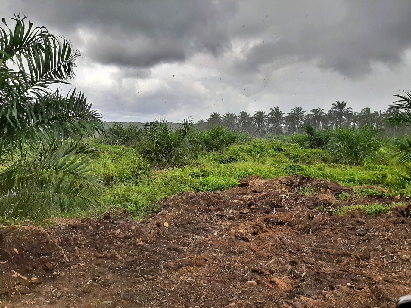 Climate effects and manure deposit for oil palm