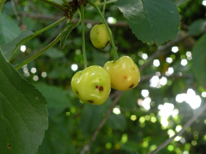 Cherries with damage caused by stink bugs (Photo: Tim Haye)
