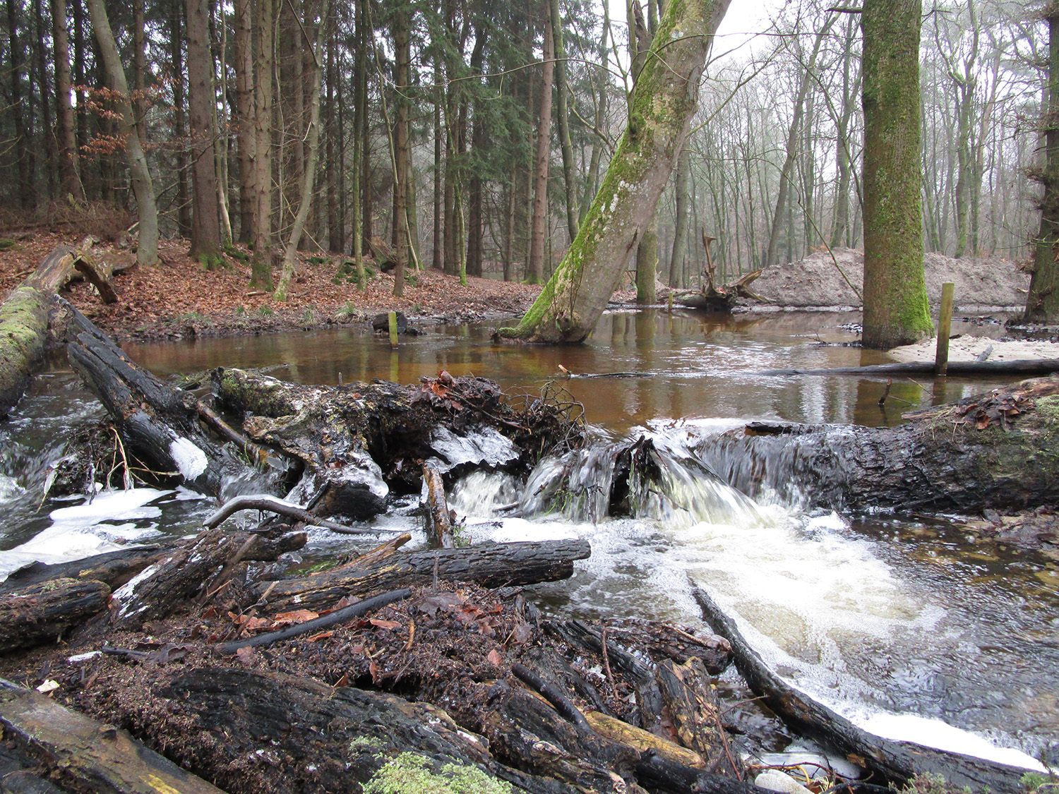 Het water kan weer het Leuvenumse Bos overstromen en in de grond zakken.