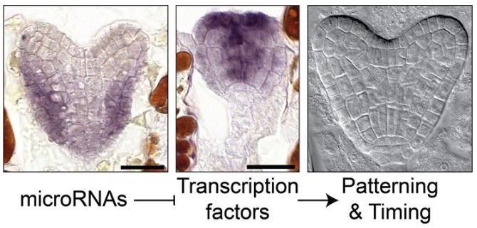 Figure 1 | miRNA-Mediated Repression of Transcription Factors is Required for Morphogenesis   Example of how a miRNA localized to outer cells (left) restricts its target transcript factor to inner cell types (center) to enable proper embryo morphogenesis and developmental timing (right). (For more details, see Plotnikova et al. 2019, Plant Cell) 