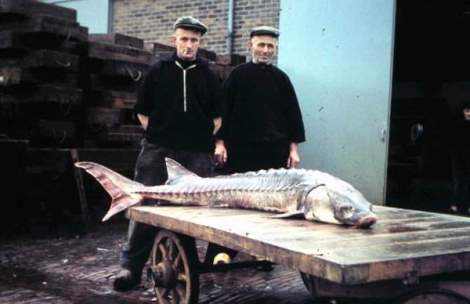 Fishermen with caught sturgeons in Wieringen, 1960
