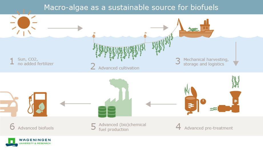 MACROFUELS: Macro-algae as a sustainable source for ...