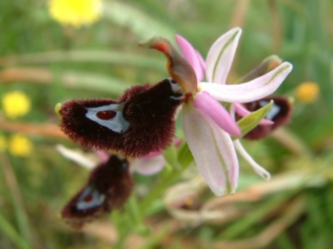 Ophrys bertolonii, photo: Valeria Tomaselli