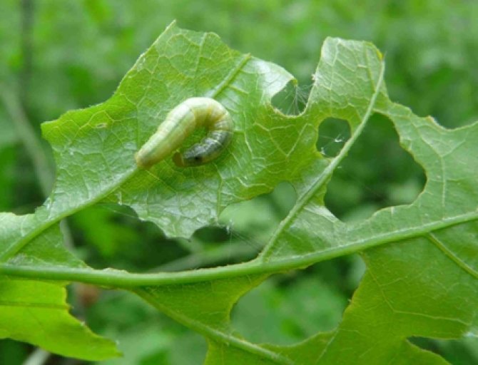 Kleine wintervlinder Operophtera brumata - groene spanrups met een groene kop, tot 20 mm lang.