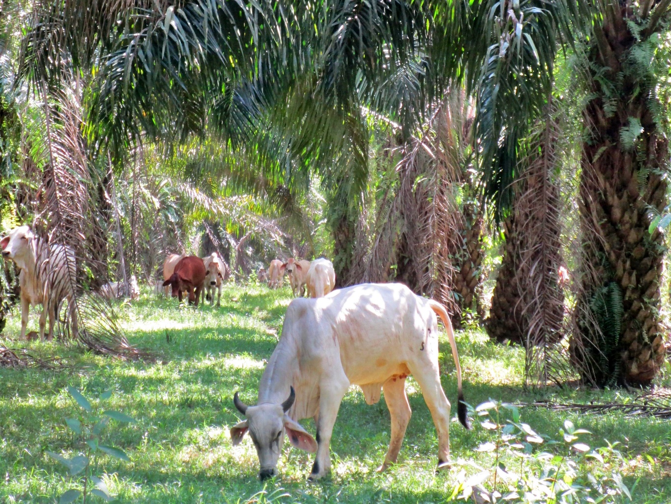 Cattle grazing in an oilpalm plantation