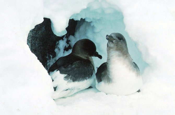 Antarctische Stormvogels (Thalassoica antarctica) beginnen als eerste met broeden op het Antarctisch continent en moeten vaak door een flinke laag wintersneeuw graven om bij hun nestplaats op de kliffen te kunnen komen. 