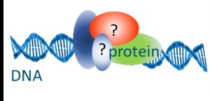 DNAprotein.jpg