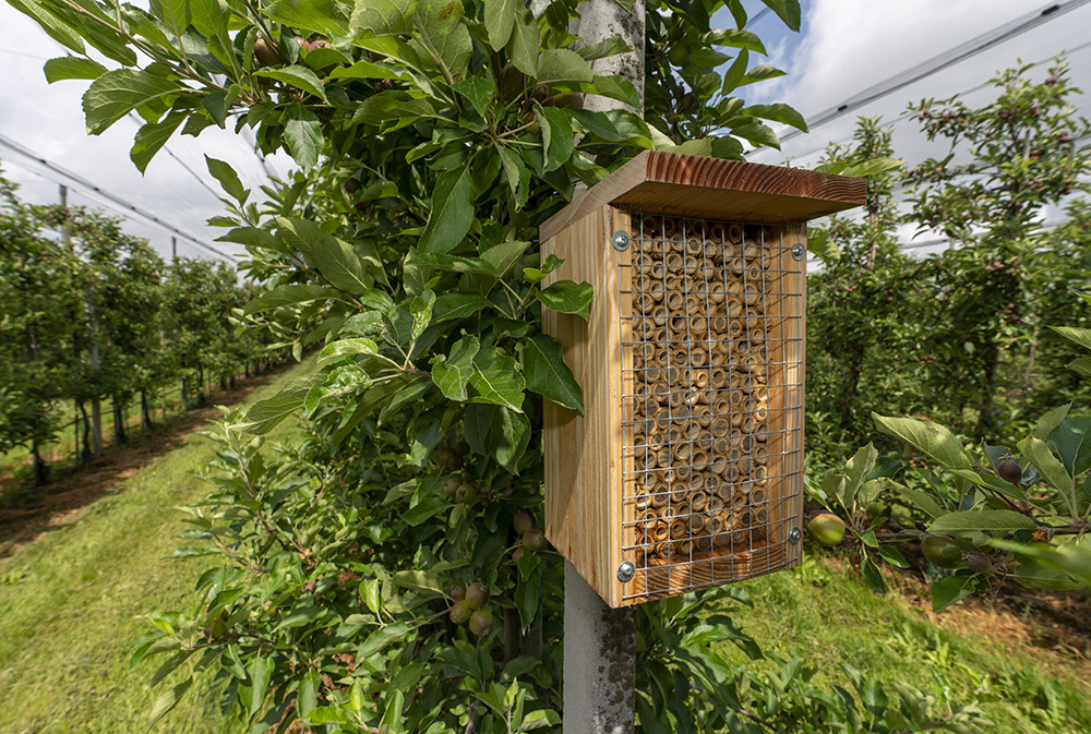 wilde bijensoorten zijn namelijk vaak vroeger of langer actief dan honingbijen en kunnen daardoor voor een betere bestuiving zorgen. Foto: Ruud Ploeg