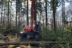 Weighing Douglas tree