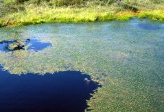 Submerged hydrophytes (SHY)