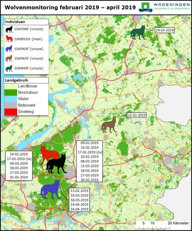 Map showing the movements of wolves in the Netherlands between 1 February – 1 May 2019. Source: Wageningen Environmental Research