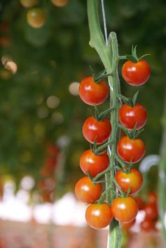 cherry-tomato_Jan-Janse-1000.jpg