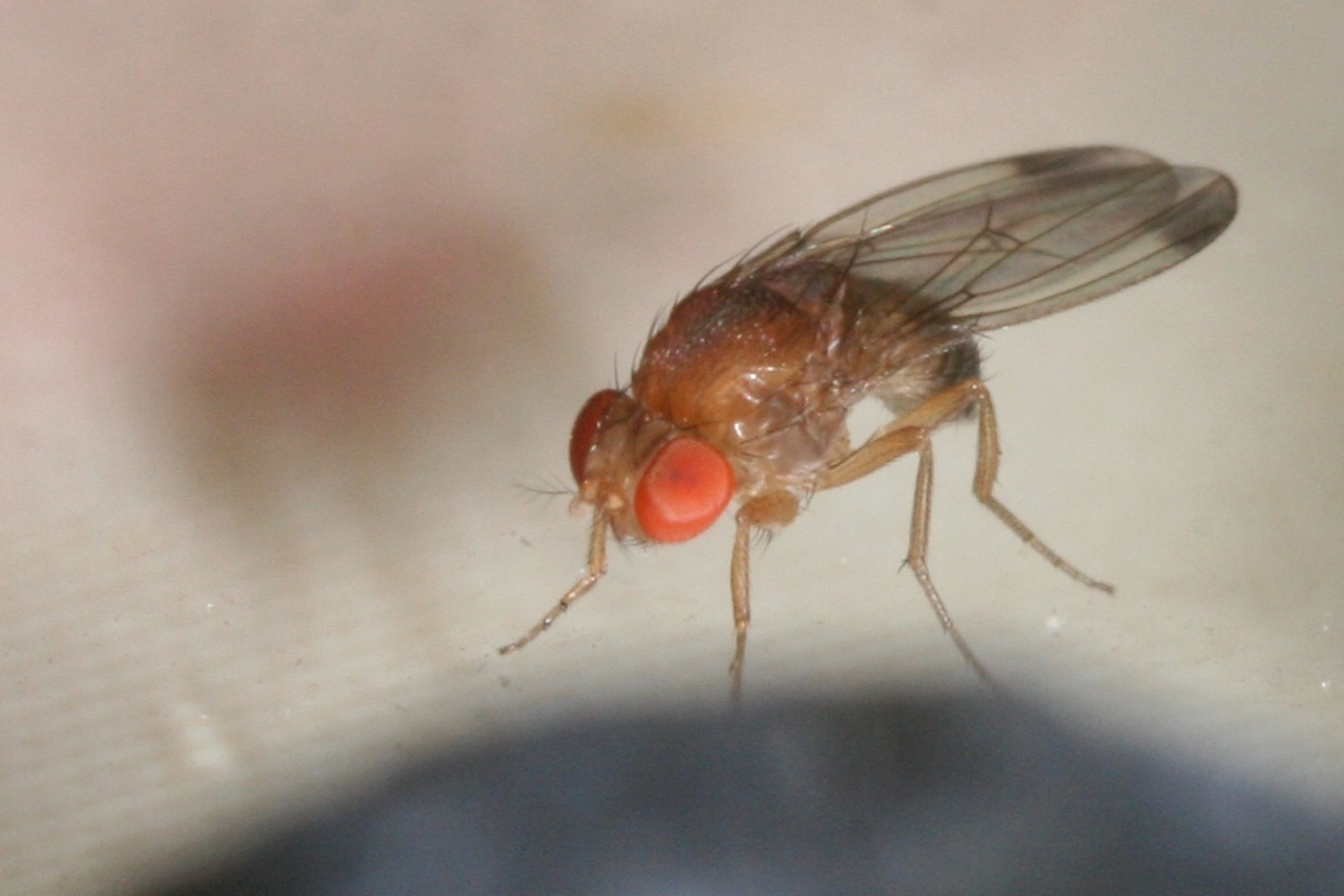 Males of D suzukii have a spot on the tip of each wing photo H Helsen.jpg