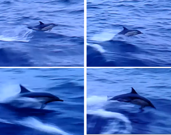 bluewhiting-Picture 3_ dolphins.png