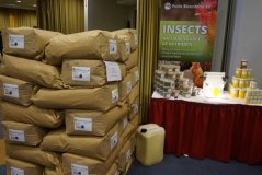 Grootschalige productie van eiwit en vet uit insecten voor veevoerbestemming (foto: Marcel Dicke)
