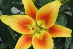 Lilium hybrid