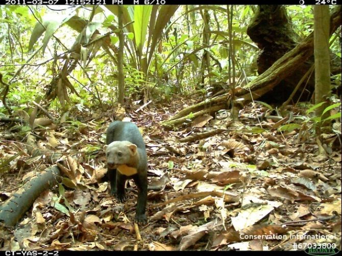 A tayra (Eira Barbara) in the Yasuni National Park in Ecuador. Image: Tropical Ecology Assessment and Monitoring Network