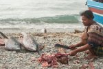 Chopping tuna.jpg