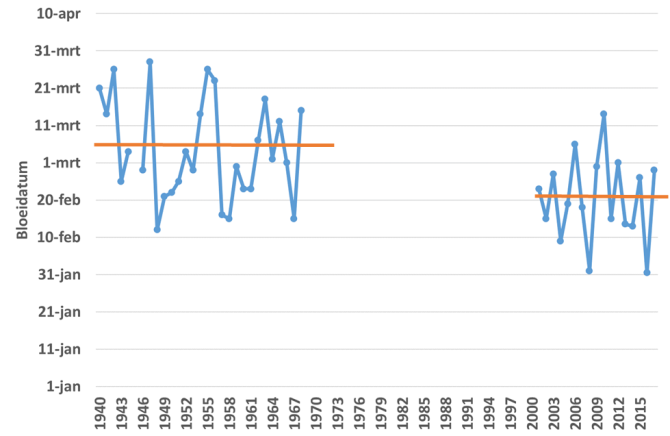 Jaarlijkse mediaan van de eerste bloeiwaarnemingen in de jaren 1940 tot en met 1968 en de jaren 2001 tot en met 2017 (Bron: De Natuurkalender)