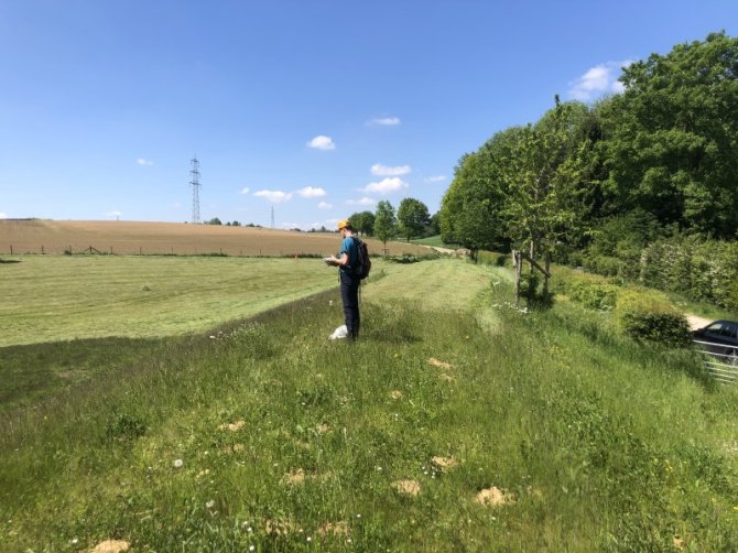 Phased mowing or grazing of grasslands ensures a continuous supply of flowers for insects such as bees. MSc students measure the effects. Photo: David Kingma