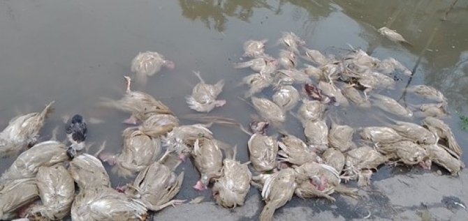 The super cyclonic Amphan killed all chickens of a poultry farm in Satkhira (Photo- Mohan Kumar Mondal)