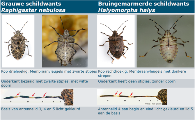 Op basis van een aantal kenmerken is de bruingemarmerde schildwants goed te onderscheiden van de inheemse grauwe schildwants (Bron: T. Haye en J.C. Streito)