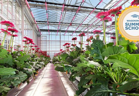 Summer School Greenhouse Horticulture - WUR