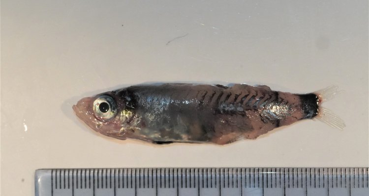 Unique discovery: the 'big little fish' - WUR