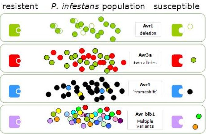 n resistant plants, R proteins are triggered by matching variants of RXLR effectors, i.e. AVR factors. When P. infestans isolates appear with variants that no trigger the R proteins resistance is lost.