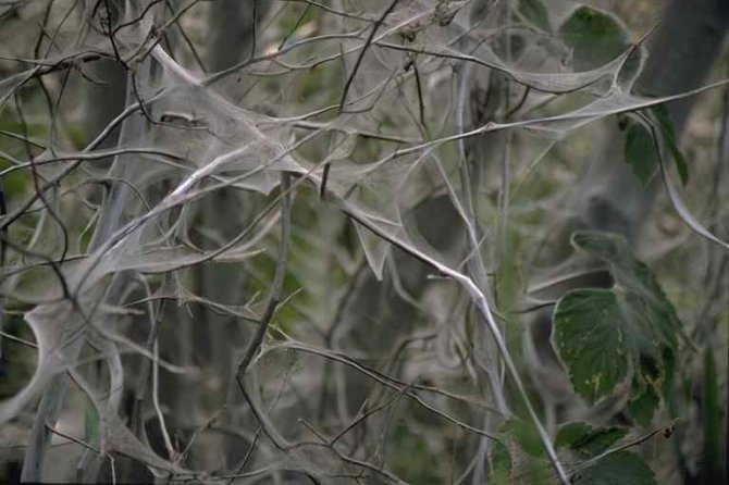Spinselmotten (of stippelmotten) maken uitgebreide spinsels (foto Wageningen Environmental Research)