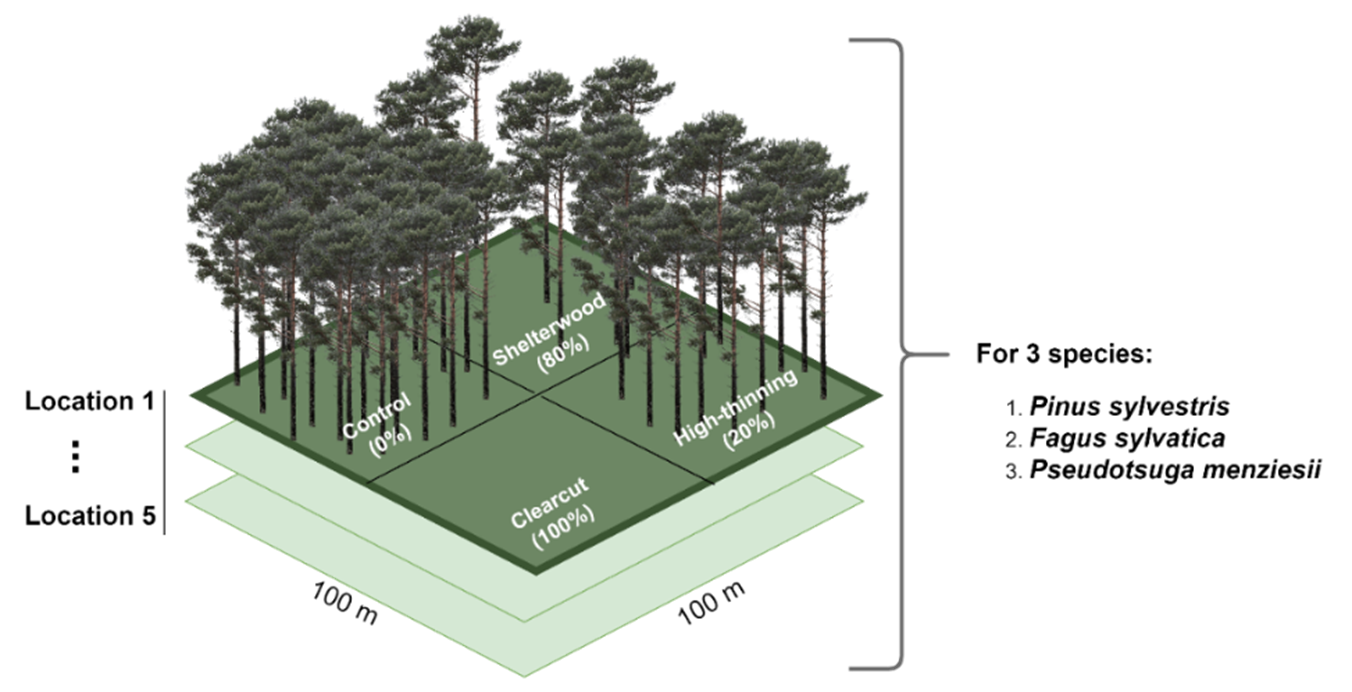 Figure 2 The fifteen ~1ha forest plots established in 2019, distributed across five forest locations. Each location has three plots and each plot is dominated by one of the three tree species: Common beech (Fagus sylvatica), Scots pine (Pinus sylvestris), and Douglas fir (Pseudotsuga menziesii). Four varying stand densities were established in all plots through density reductions; 0%, 20%, 80%, and 100% removal.
