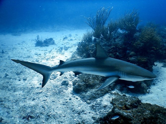 Caribbean reef shark - Photo by Twan Stoffers