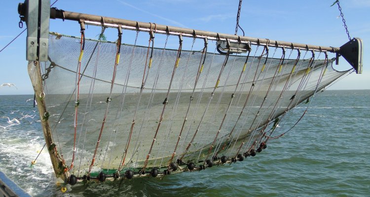 Catch composition and innovation in the pulse fishery for brown shrimp - WUR