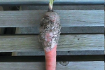 Sclerotium rolfsii on the root and stem of a carrot, causing rot in the root and above ground wilt (Picture by David B. Langston, licensed under a Creative Commons Attribution 3.0 License)