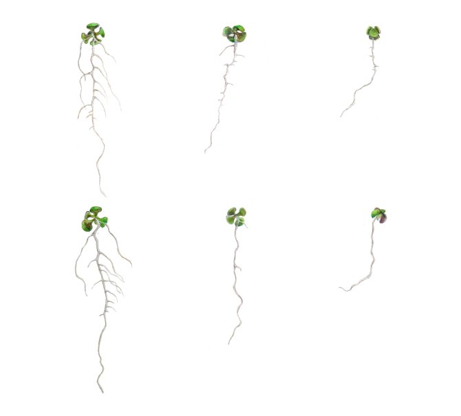 Arabidopsis seedlings, arranged from left to right to represent increasing amounts of salt, demonstrate that compared to the wild type (top), the lbd16 mutant (bottom) develops a normal root system under optimal conditions but experiences difficulty in lateral root formation in the presence of salt. (Illustration: Eliza van Veen)
