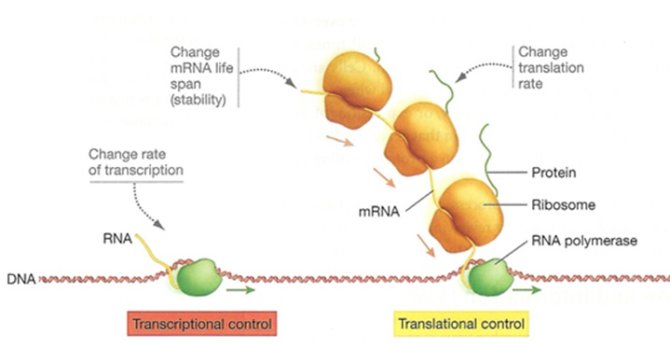 Regulationbacterialprotein.jpg