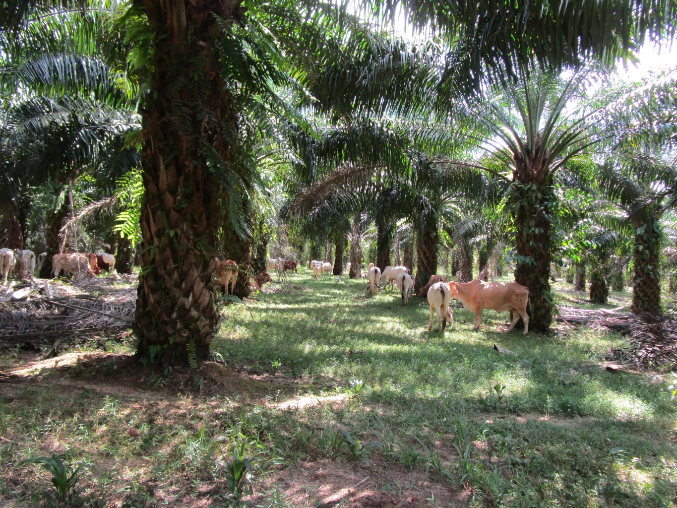 grazing in an oil palm plantation