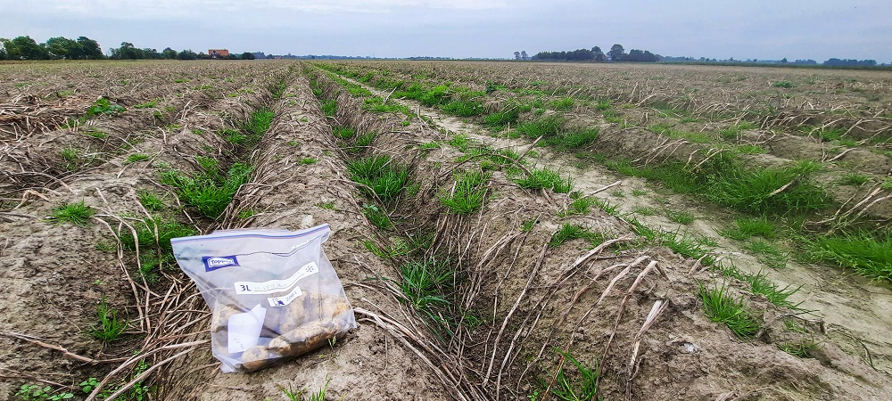 Biologisch aardappelveld in Friesland Foto: Paula Harkes