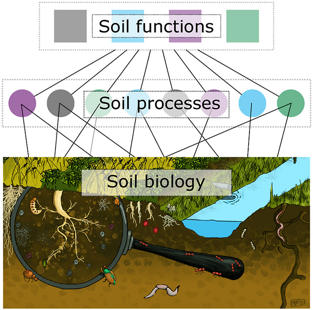 New Framework and Free Online Tool to Help Understand the Role of Soil  Biota - European Seed