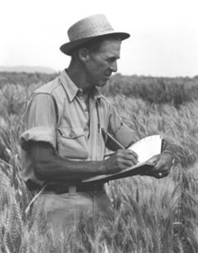 Borlaug.jpg