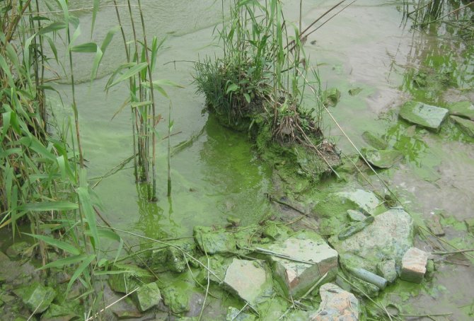 Taihu in China, where millions were deprived of drinking water due to algae growth. (Annette Janssen, China, 2016)