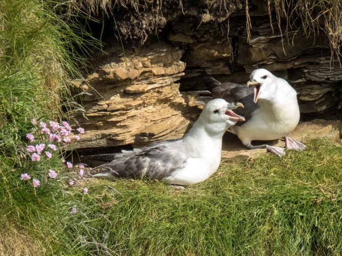 Een stel jongere stormvogels baltsend op een mogelijk toekomstige nestplaats op een klif.