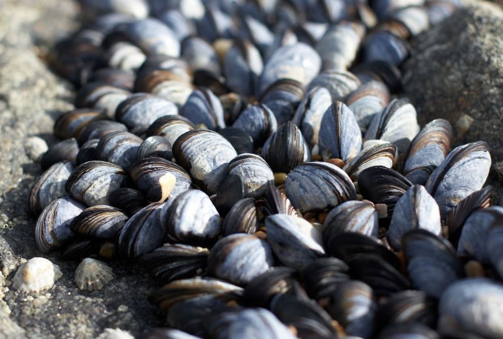 Mussels