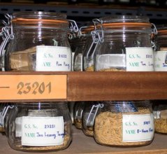 Gene bank storage in glass jars with air