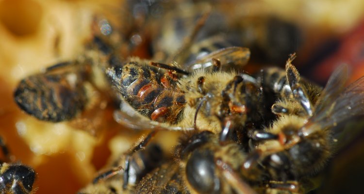 Varroamijten op een honingbij